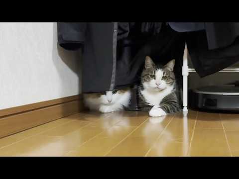 無邪気に遊ぶモフモフ猫と自由気ままなモチモチ猫(YouTube)