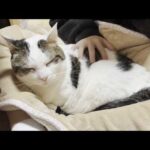 甘えたい時は最終的に娘の膝の上で落ち着く猫(YouTube)