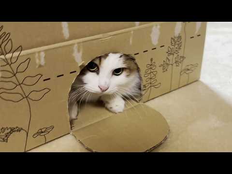お父さんが不憫に思えて渋々遊んで上げる心優しい猫(YouTube)
