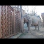 板の穴から鼻をだし、えさを探すアヌーラ：多摩動物公園(YouTube)