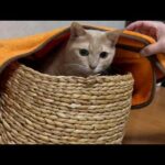 ふかふかのベッドで優雅に暮らす猫(YouTube)