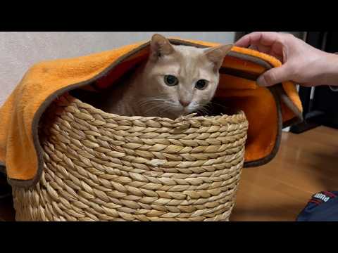 ふかふかのベッドで優雅に暮らす猫(YouTube)