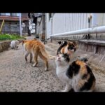 漁港近くの路地に入ると猫が沢山いて楽しい(YouTube)