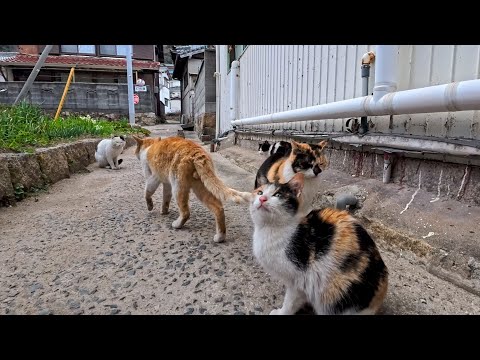 漁港近くの路地に入ると猫が沢山いて楽しい(YouTube)