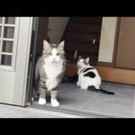 「雪降ってるで」ってうるさいなぁって思う猫(YouTube)