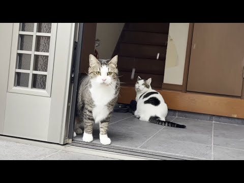 「雪降ってるで」ってうるさいなぁって思う猫(YouTube)