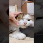 取らせてあげる(YouTube)