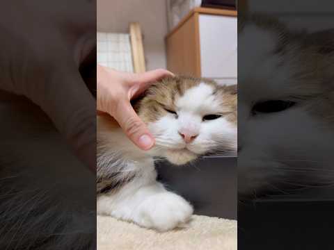 取らせてあげる(YouTube)