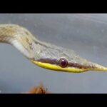 変なヘビがいたので連れて帰ってきた(YouTube)