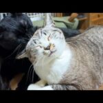 どんなに疲れていても頑張る黒猫くんは女子猫たちからモテモテなのです(YouTube)