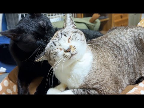 どんなに疲れていても頑張る黒猫くんは女子猫たちからモテモテなのです(YouTube)