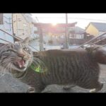 キジトラ猫と神社へ参拝に行くと「帰らないで～」と後を追いかけてきた(YouTube)