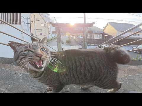キジトラ猫と神社へ参拝に行くと「帰らないで～」と後を追いかけてきた(YouTube)