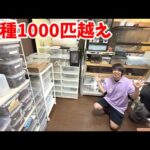 【お宅訪問】4.5畳の部屋でとんでもない数の生き物を飼う飼育者が凄すぎて…◯◯◯◯◯が飼いたくなった(YouTube)