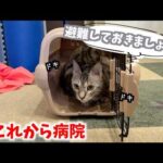病院怖いのに準備は協力的すぎる猫(YouTube)
