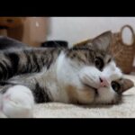 お母さんにも可愛がってほしい猫(YouTube)