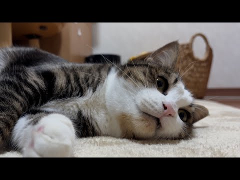 お母さんにも可愛がってほしい猫(YouTube)