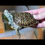 お迎えしたカメがちょっとヤバすぎるのですが…(YouTube)