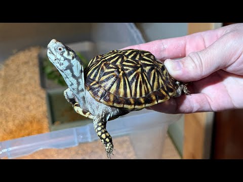 お迎えしたカメがちょっとヤバすぎるのですが…(YouTube)