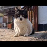 島の民宿・食事処でお客様をお出迎えする猫さんがかわいすぎた(YouTube)