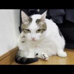肥えたお腹のせいでお尻の毛づくろいがちょっと届かない猫(YouTube)