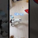 おしゃべり猫の遅めの朝ごはん！ #shorts(YouTube)