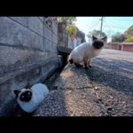 猫島の通りで出会った猫たち…気になるのに近づくと逃げる距離感が尊すぎた(YouTube)