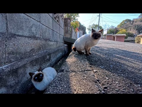 猫島の通りで出会った猫たち…気になるのに近づくと逃げる距離感が尊すぎた(YouTube)