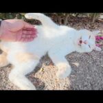ミルクティー猫をモフると「くすぐったいよ～」と反撃してきた(YouTube)