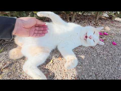ミルクティー猫をモフると「くすぐったいよ～」と反撃してきた(YouTube)