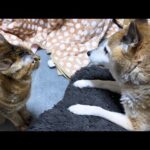 先輩猫たちや柴犬が大好きな猫ですが食事前になるとこうなります…笑(YouTube)