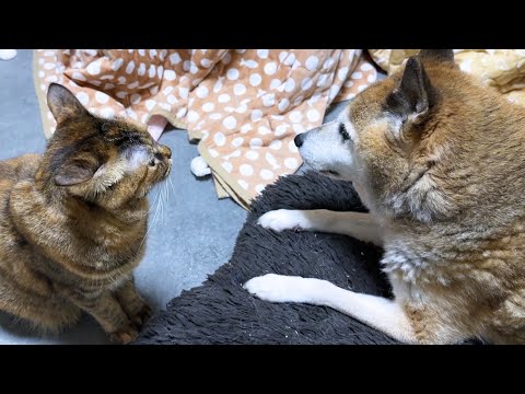 先輩猫たちや柴犬が大好きな猫ですが食事前になるとこうなります…笑(YouTube)