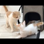 可愛がってた子猫が病院から帰ってきたら温厚な先輩猫がまさかのこうなっちゃいました…(YouTube)