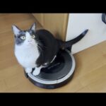 「今日はもう掃除しなくていいよ」停止ボタンを押してあげる猫(YouTube)