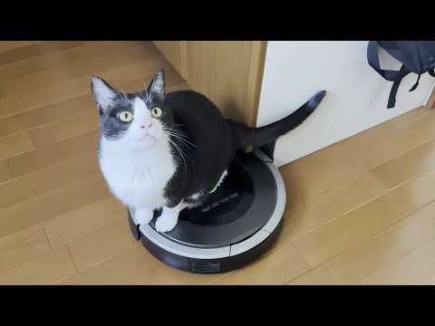 「今日はもう掃除しなくていいよ」停止ボタンを押してあげる猫(YouTube)