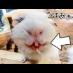 美味しすぎるみかんをもらったモルモットのお口が可愛すぎるwww【晩白柚】(YouTube)