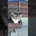 猫島の猫たち可愛すぎる(YouTube)