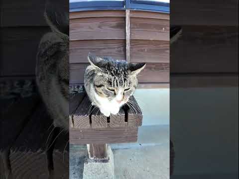 猫島の猫たち可愛すぎる(YouTube)