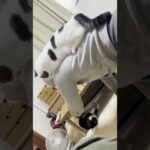 おい、前に進むのだ(YouTube)