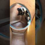 サビ猫が猫ハウスの屋根裏部屋から攻撃してきた #猫 #ねこ #cat(YouTube)