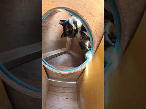 サビ猫が猫ハウスの屋根裏部屋から攻撃してきた #猫 #ねこ #cat(YouTube)