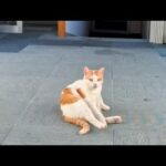 【猫ホテル】エレベーター降りたら廊下に猫いました。屋上にも猫、屋根の上にも猫(YouTube)