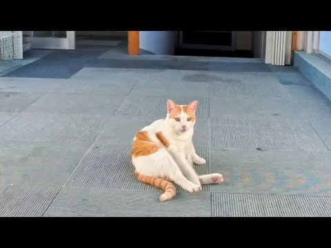 【猫ホテル】エレベーター降りたら廊下に猫いました。屋上にも猫、屋根の上にも猫(YouTube)