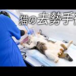 【密着】猫たちの未来のために。去勢手術の現場を取材しました！(YouTube)