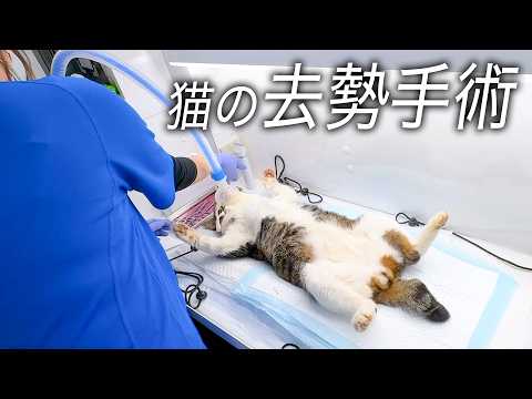 【密着】猫たちの未来のために。去勢手術の現場を取材しました！(YouTube)