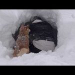 記録的大雪にもう我慢できません。。(YouTube)