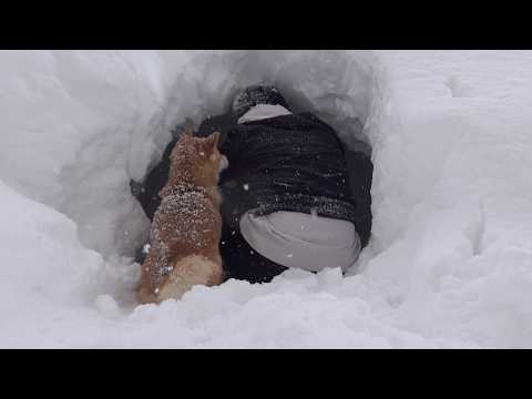記録的大雪にもう我慢できません。。(YouTube)