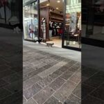 猫警備員巡回警備中!虫一匹逃しません(YouTube)