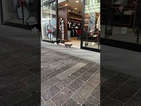 猫警備員巡回警備中!虫一匹逃しません(YouTube)