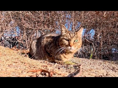 恐る恐る寄ってくる公園の猫ちゃんがかわいすぎた(YouTube)